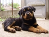 Trained Rottweiler puppies for a home